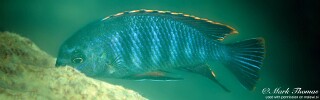 Tropheops sp. &#39;chilumba&#39; Kaphaso Reef
