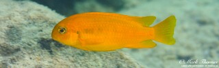 Tropheops sp. &#39;chilumba&#39; Luwino Reef