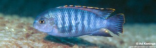 Tropheops sp. &#39;chilumba&#39; Maison Reef