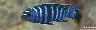 Tropheops sp. &#39;elongatus chizumulu&#39;