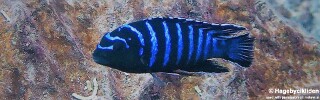 Tropheops sp. &#39;elongatus mbako&#39; Likoma Island