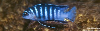 Tropheops sp. &#39;elongatus metangula&#39; Minos Reef