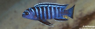 Tropheops sp. &#39;elongatus metangula&#39; Nkolongwe