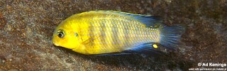 Tropheops sp. &#39;gome yellow&#39; Chiloelo
