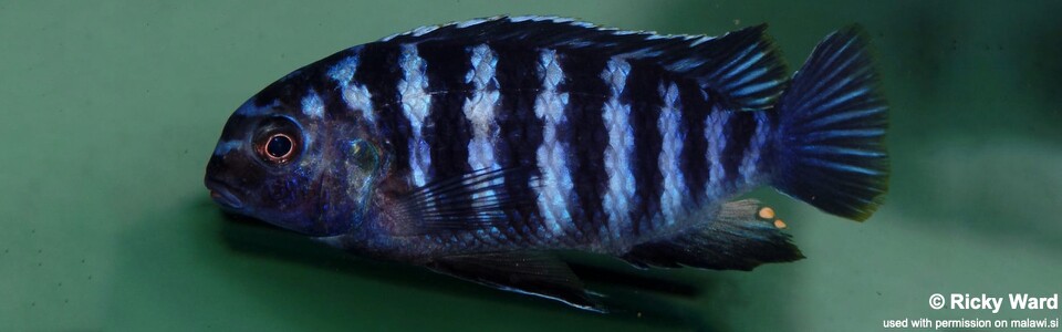 Tropheops sp. 'higga' Mbamba Bay