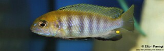 Tropheops sp. &#39;macrophthalmus chitimba blue&#39; Gallireya Reef