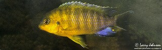 Tropheops sp. &#39;maleri yellow&#39; Nankoma Island