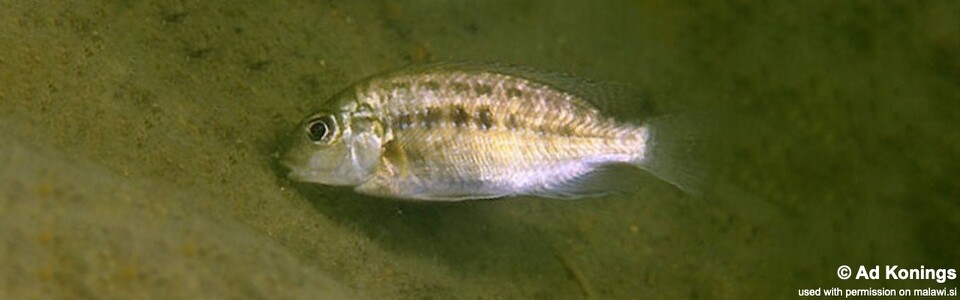 Tropheops sp. 'masimbwe' Harbour Island<br><font color=gray>Tropheops novemfasciatus 'Harbour Island'</font>