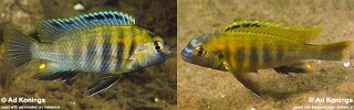 Tropheops sp. &#39;masimbwe&#39; Tropheops novemfasciatus