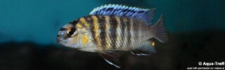 Tropheops sp. &#39;masimbwe&#39; (unknown locality) Tropheops novemfasciatus (unknown locality)