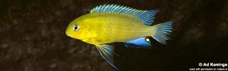 Tropheops sp. &#39;mauve yellow&#39; Chiloelo