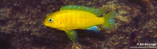 Tropheops sp. &#39;mauve yellow&#39; Mbweca Rocks