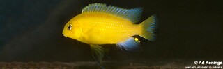 Tropheops sp. &#39;mauve yellow&#39; Minos Reef