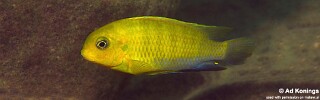 Tropheops sp. &#39;mauve yellow&#39; Pombo Rocks