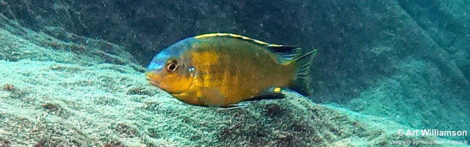 Tropheops sp. 'mbenji yellow' Fuawe Island
