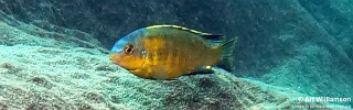 Tropheops sp. &#39;mbenji yellow&#39; Fuawe Island