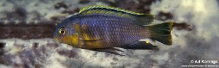 Tropheops sp. &#39;orange chest&#39; Masasa Reef Tropheops tropheops &#39;Masasa Reef&#39;