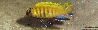 Tropheops sp. &#39;red fin&#39; Hongi Island