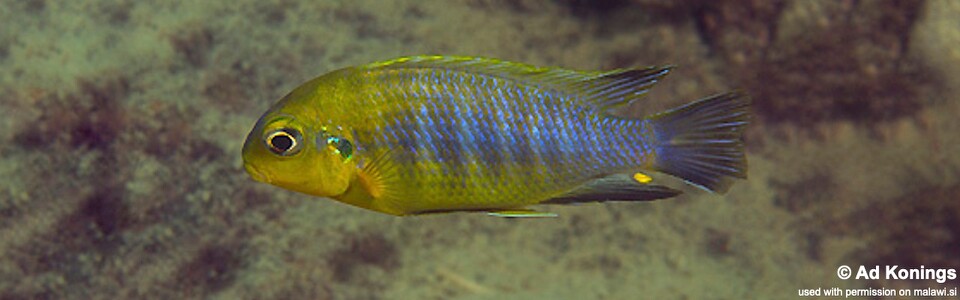 Tropheops sp. 'yellow chin' Same Bay, Chizumulu Island