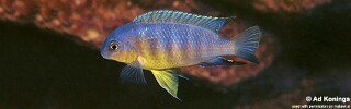 Tropheops sp. &#39;yellow chin&#39; Linganjala Reef