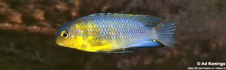 Tropheops sp. &#39;yellow chin&#39; Liutche