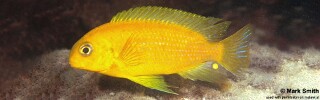 Tropheops sp. &#39;yellow chin&#39; Masimbwe Island