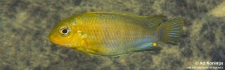 Tropheops sp. &#39;yellow chin&#39; Yofu Bay