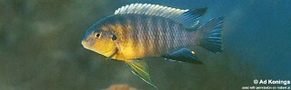 Tropheops sp. &#39;yellow gular&#39; Meponda
