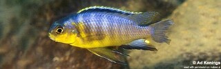 Tropheops sp. &#39;yellow gular&#39; Minos Reef