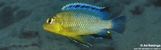 Tropheops sp. &#39;yellow gular&#39; Ntekete