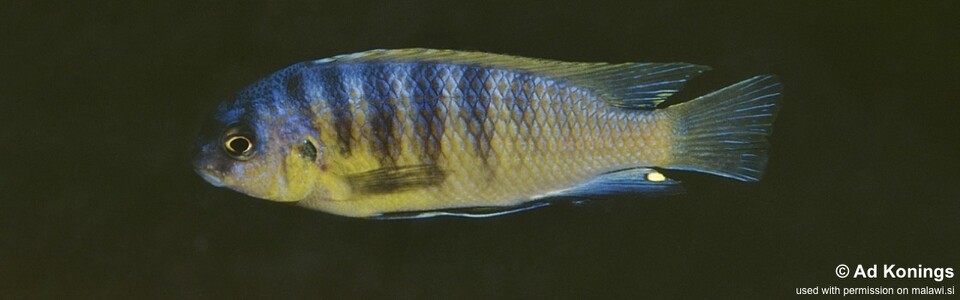 Tropheops sp. 'aurora' Thumbi Point