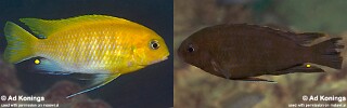 Tropheops sp. &#39;black hara&#39; Gallireya Reef
