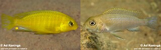 Tropheops sp. &#39;macrophthalmus gallireya&#39; Gallireya Reef
