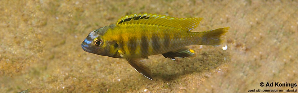 Tropheops sp. 'masimbwe' Crocodile Rocks<br><font color=gray>Tropheops novemfasciatus 'Crocodile Rocks'</font>