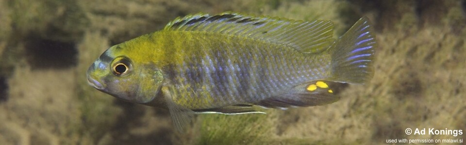 Tropheops sp. 'masimbwe' Thumbi East Island<br><font color=gray>Tropheops novemfasciatus ''Thumbi East Island'</font>