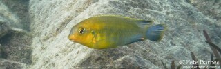 Tropheops sp. 'yellow chin' Mbamba Islands.jpg