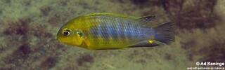 Tropheops sp. 'yellow chin' Same Bay, Chizumulu Island.jpg