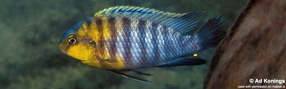 Tropheops sp. 'yellow gular' Chimwalani (Eccles) Reef