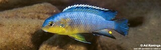 Tropheops sp. 'yellow gular' Gome.jpg