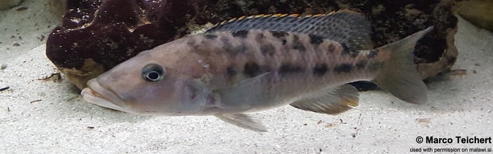 Tyrannochromis macrostoma (Tanzania)