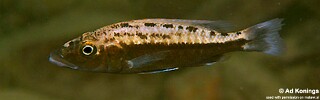 Tyrannochromis macrostoma &#39;Gome&#39;