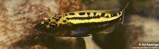 Tyrannochromis macrostoma &#39;Likoma Island&#39;