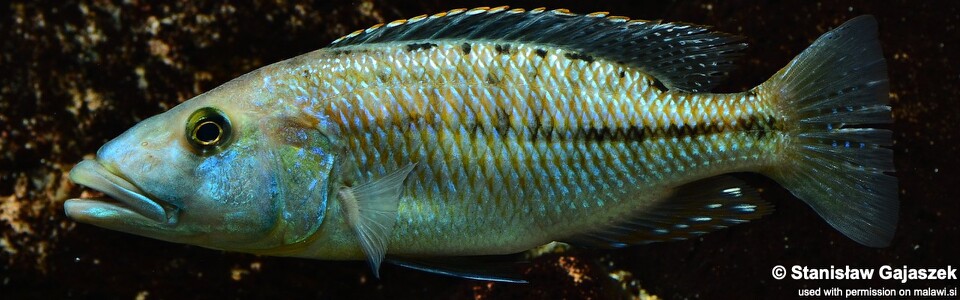 Tyrannochromis maculiceps (unknown locality)
