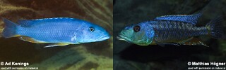 Tyrannochromis maculiceps Tyrannochromis macrostoma