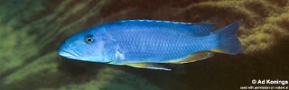 Tyrannochromis maculiceps &#39;Gome&#39;