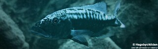 Tyrannochromis maculiceps &#39;Katale Island&#39;