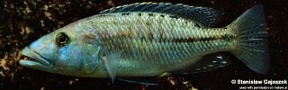 Tyrannochromis maculiceps (unknown locality)