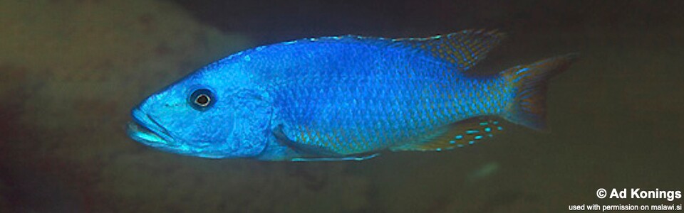 Tyrannochromis nigriventer 'Lundu'