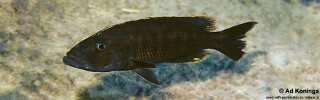 Tyrannochromis nigriventer &#39;Cape Kaiser&#39;