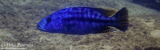 Tyrannochromis nigriventer &#39;Chinyamwezi Island&#39;